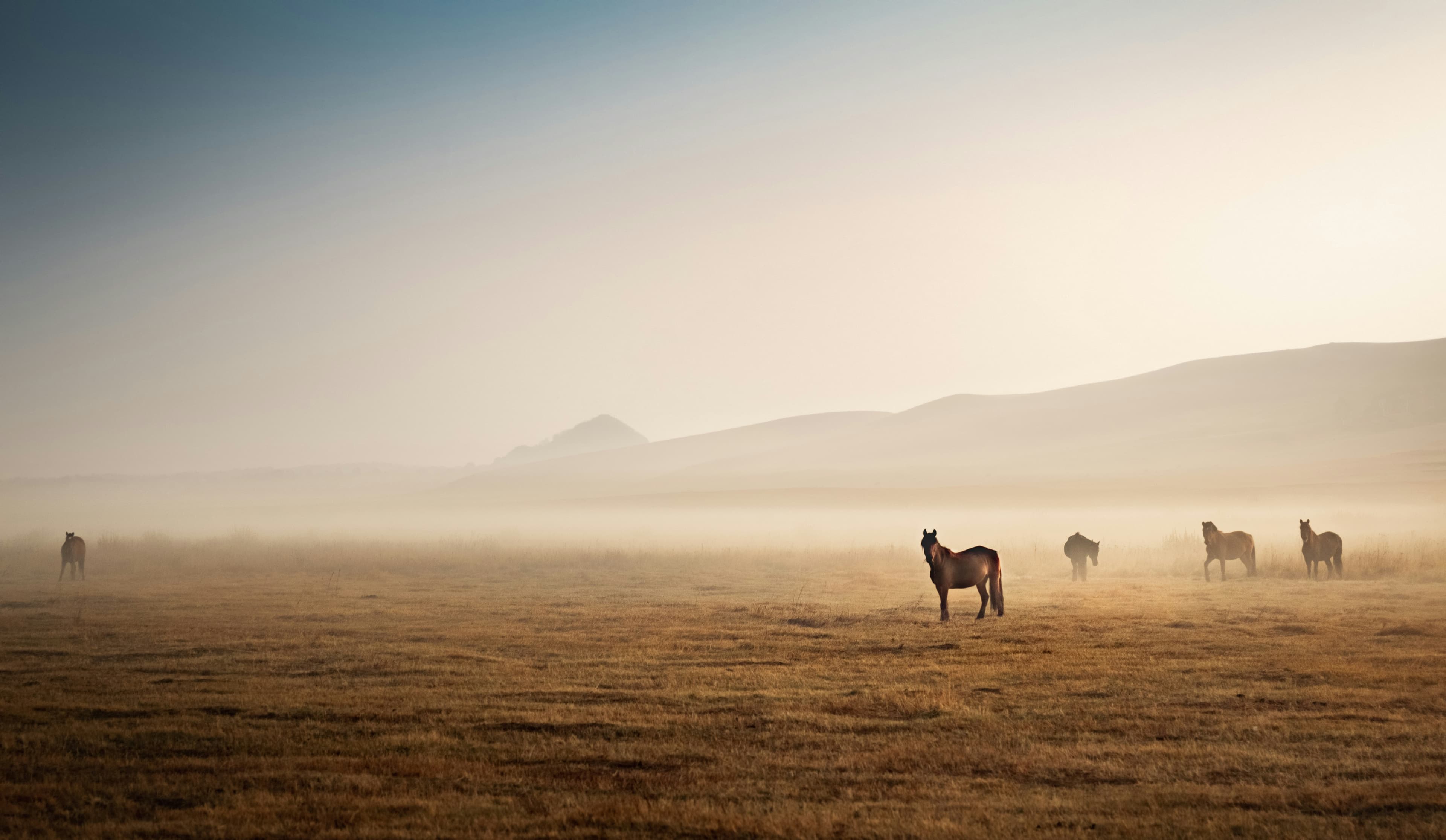 Horses in misty field
